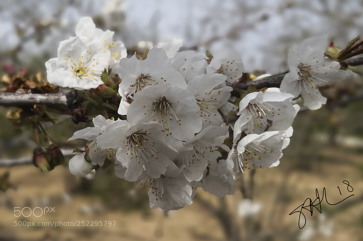 HUAWEI Mate 10 sample photo. Al 01 photography