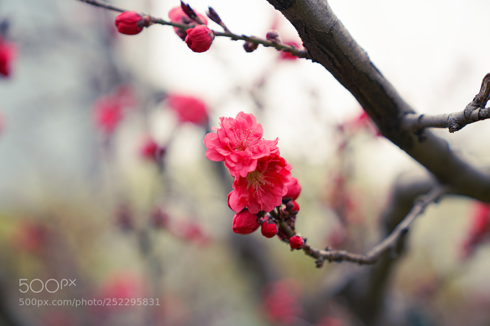 Sony a7R II sample photo. 未命名 photography