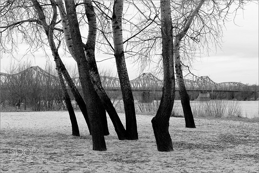 Nikon D610 sample photo. Trees by the river photography