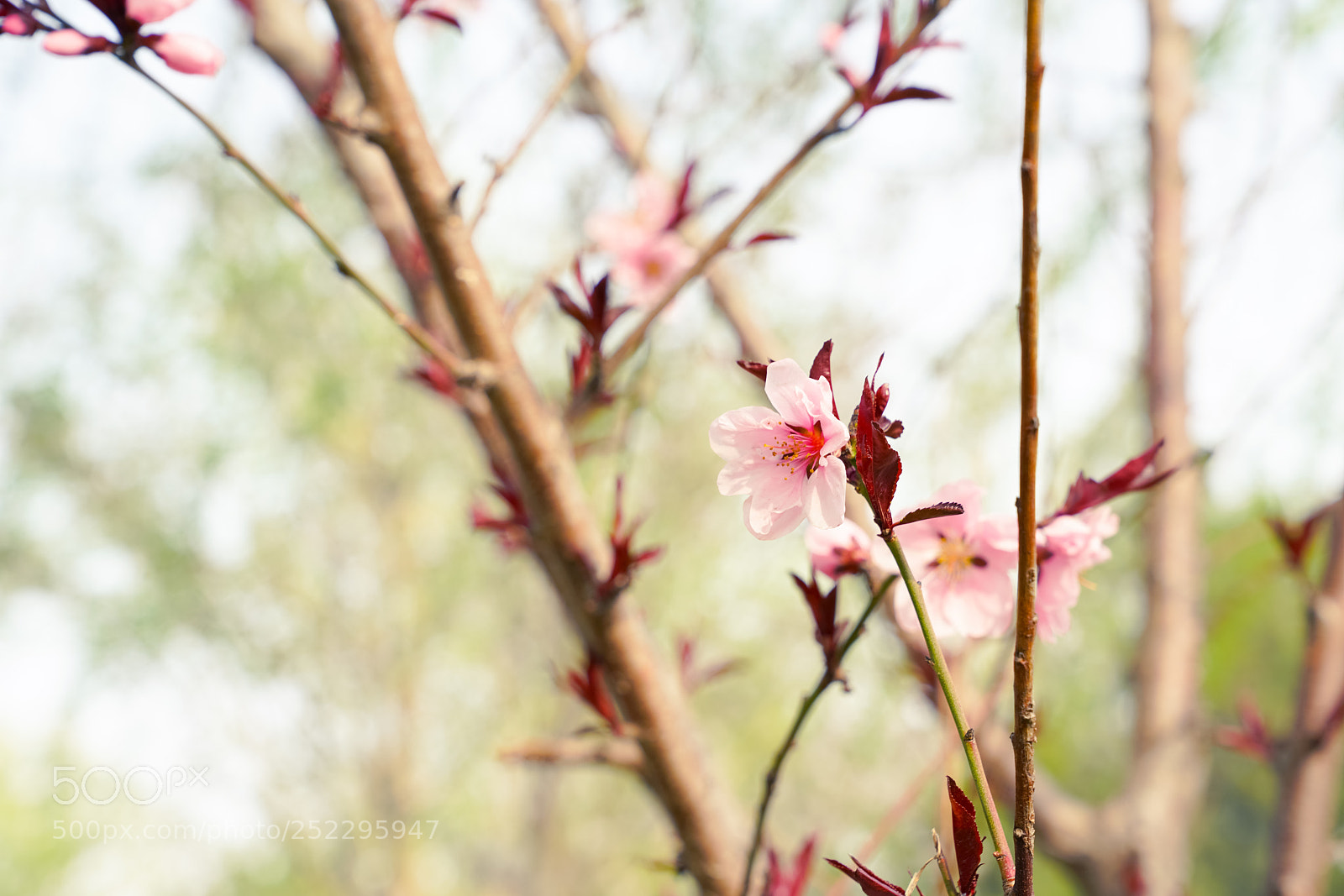 Sony a7R II sample photo. Sakura photography