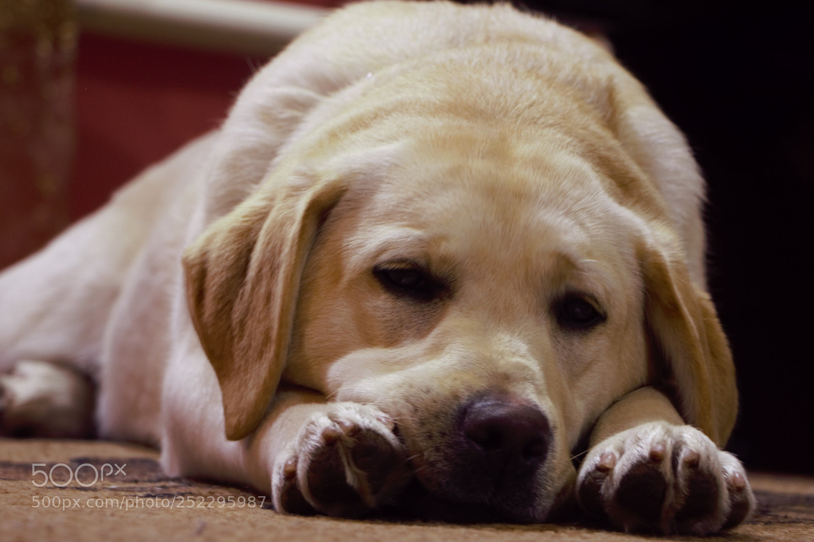 Canon EOS 70D sample photo. Img photography