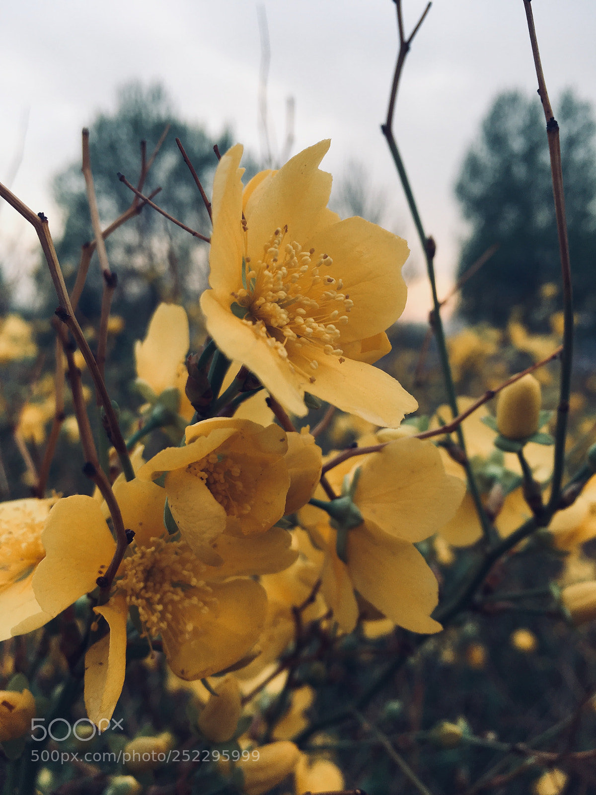 Apple iPhone SE sample photo. 小黄花 photography