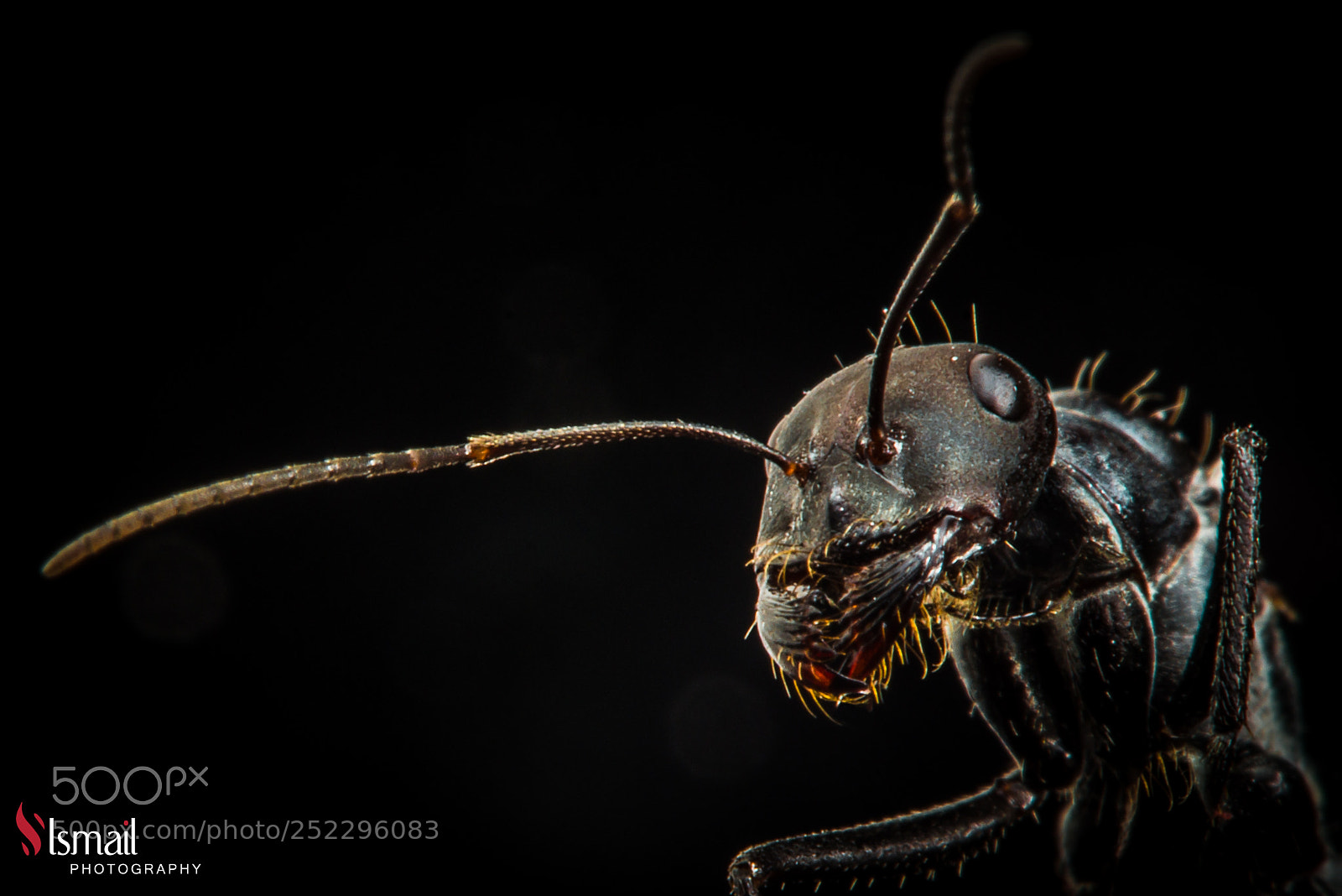Nikon D800 sample photo. Ant photography