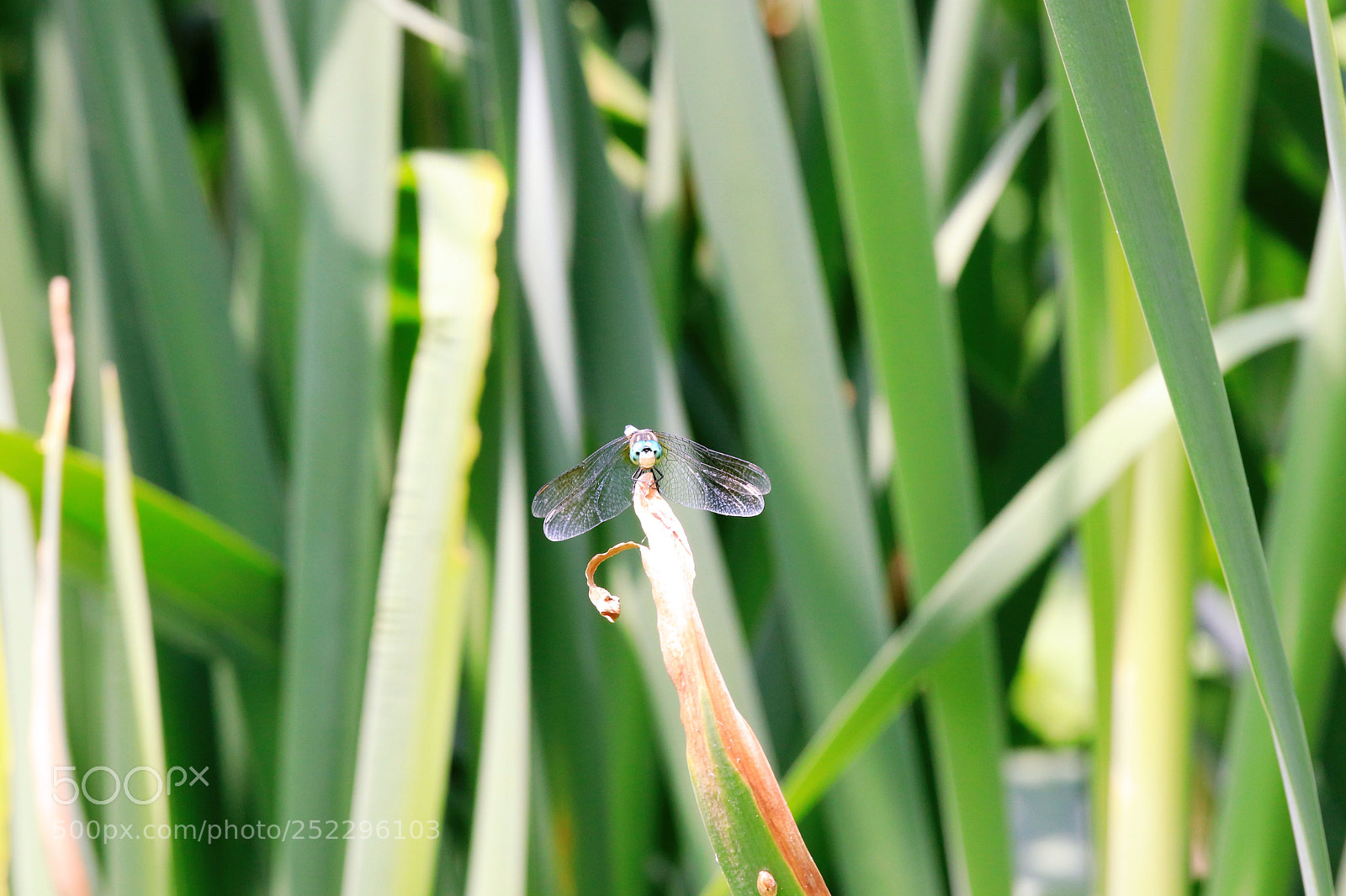 Canon EOS 80D sample photo. Wings of an angel photography