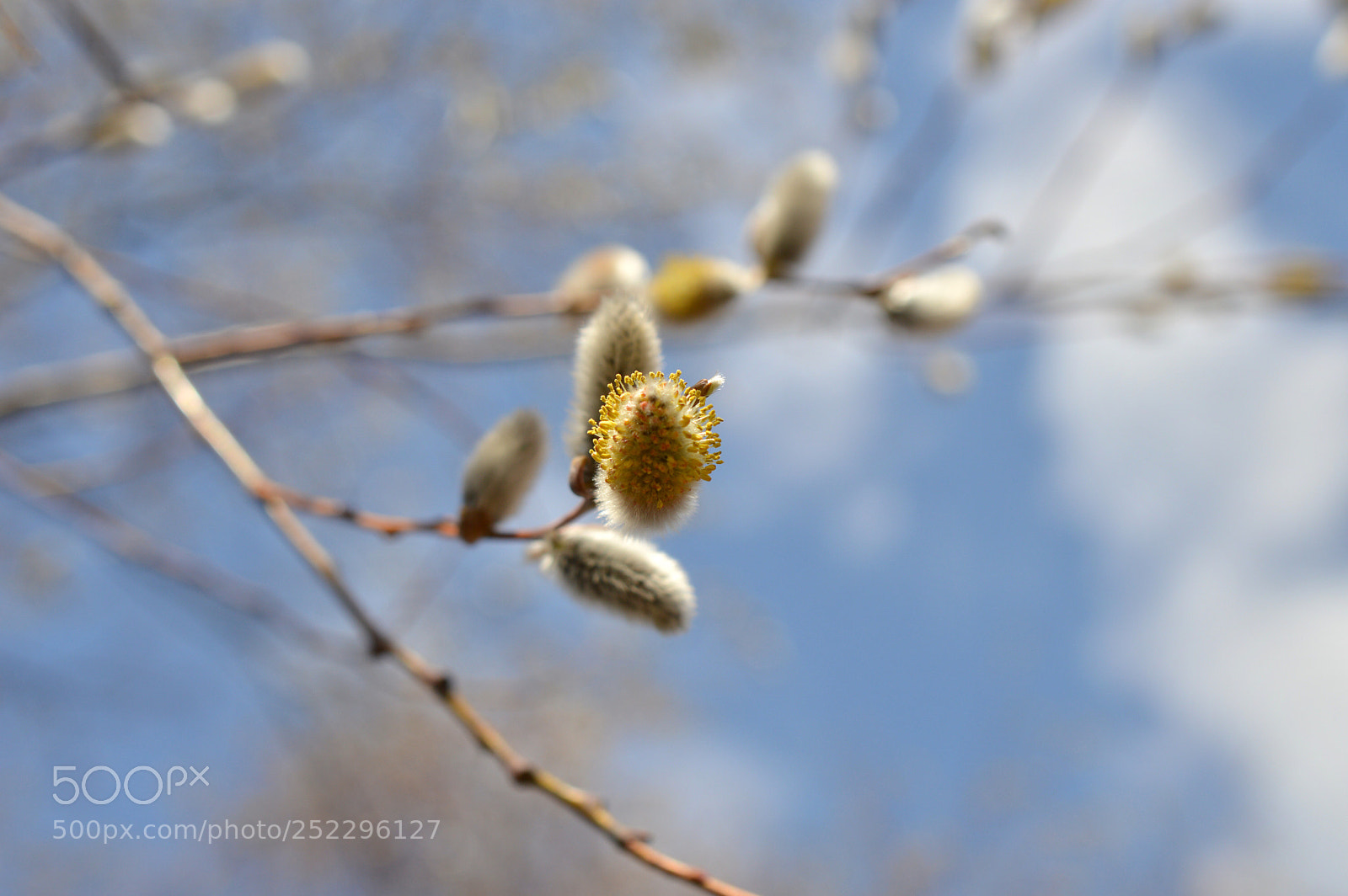 Nikon D3200 sample photo. Salicaceae photography