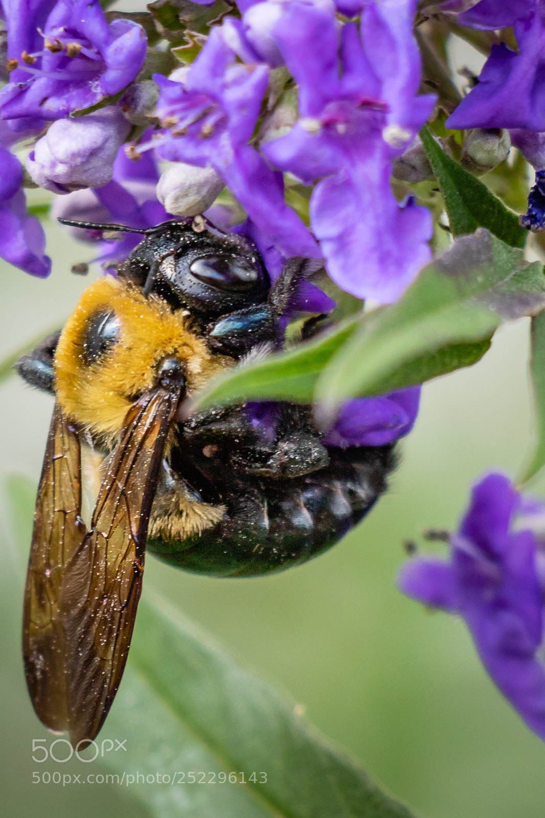 Canon EOS 7D Mark II sample photo. Busy bee photography