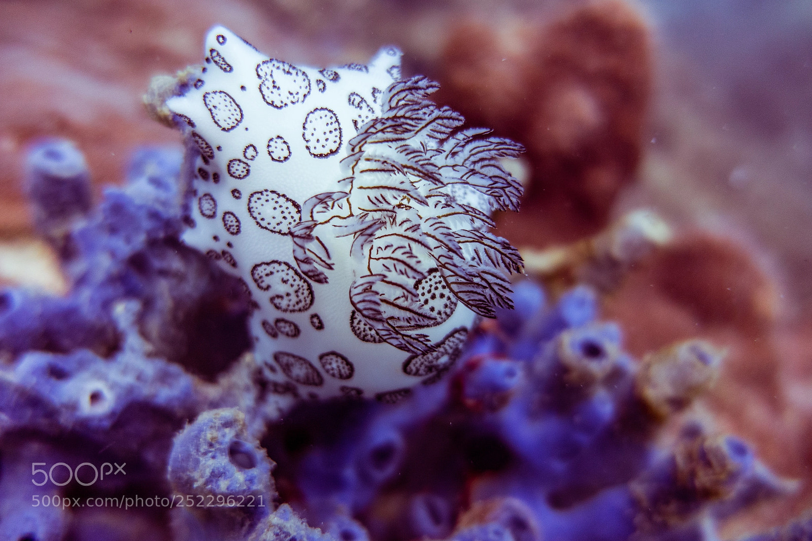 Sony Cyber-shot DSC-RX100 IV sample photo. Polka dot nudibranch photography