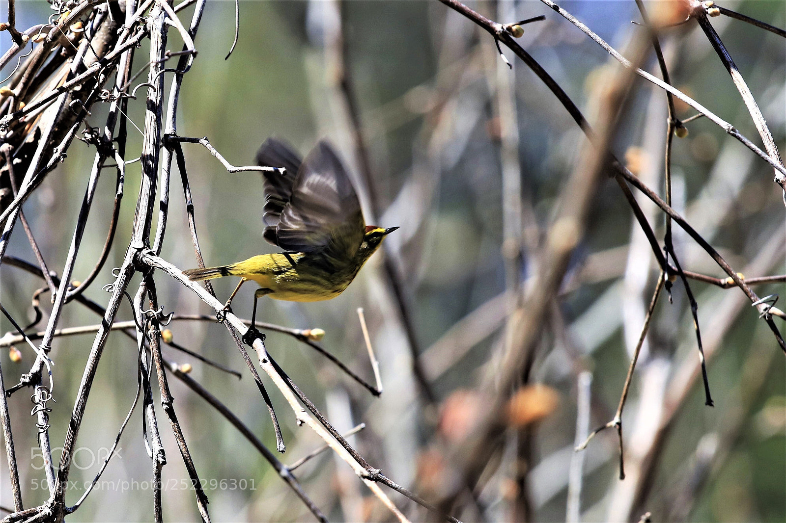 Canon EOS 80D sample photo. Ready 4 take off photography