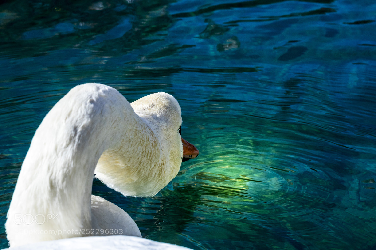 Canon EOS 77D (EOS 9000D / EOS 770D) sample photo. Swan of thun photography
