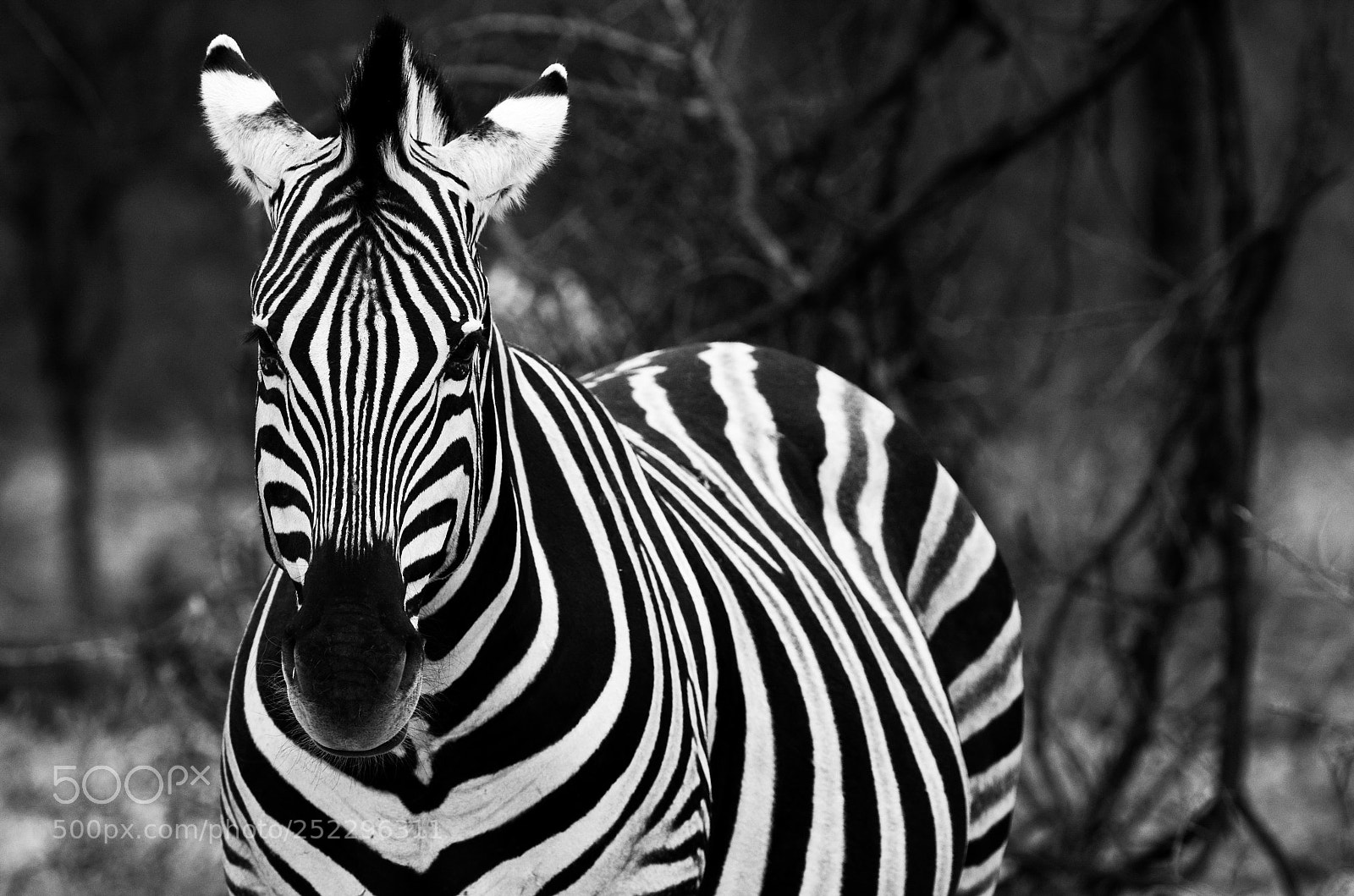 Nikon D7000 sample photo. Zebra in etsoha photography
