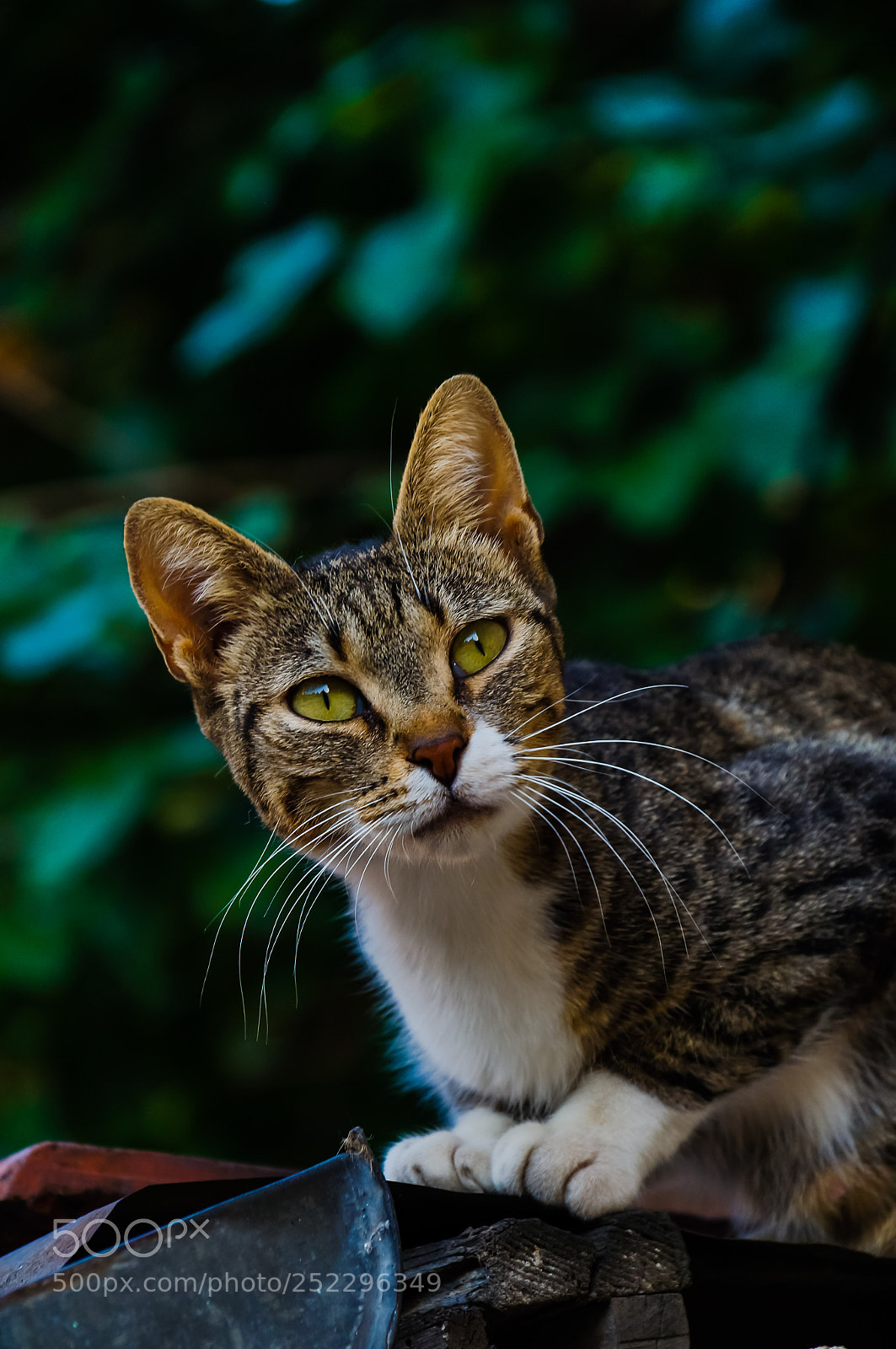 Sony SLT-A37 sample photo. Cat..... photography