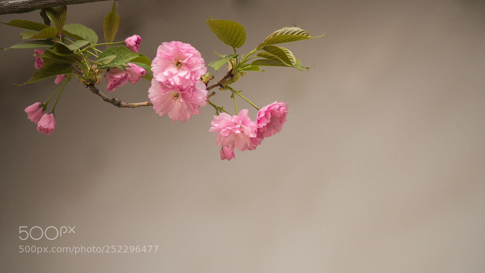 Nikon D800E sample photo. Cherry blossoms photography