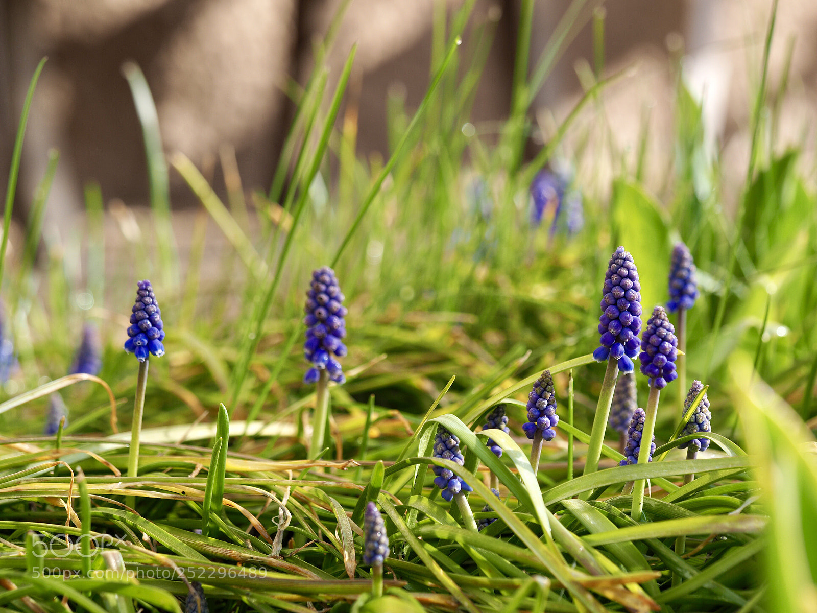 Olympus OM-D E-M10 II sample photo. Muscari aucheri - blue photography