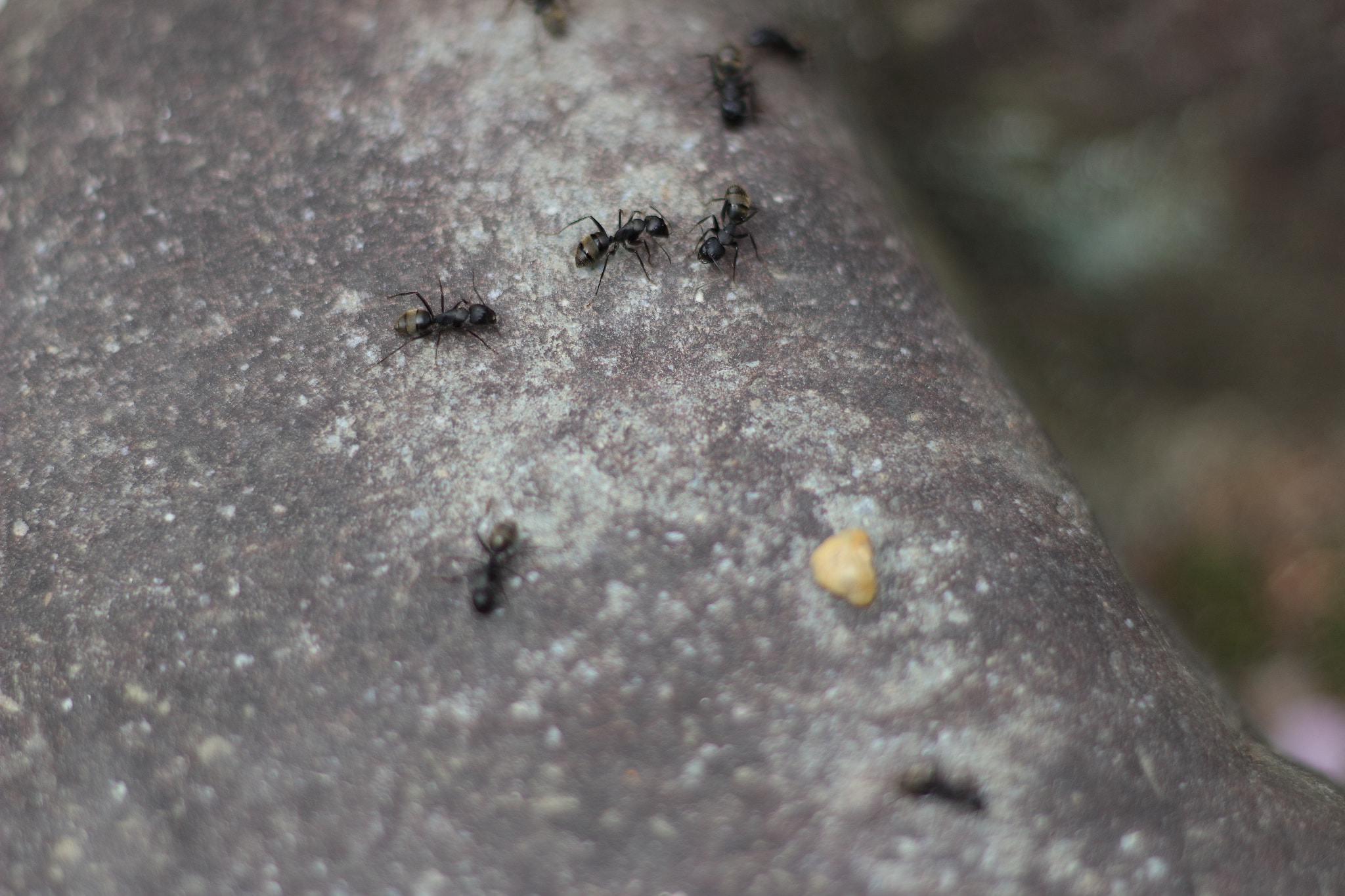 Canon EOS 100D (EOS Rebel SL1 / EOS Kiss X7) sample photo. アリの世界（ants` world） photography