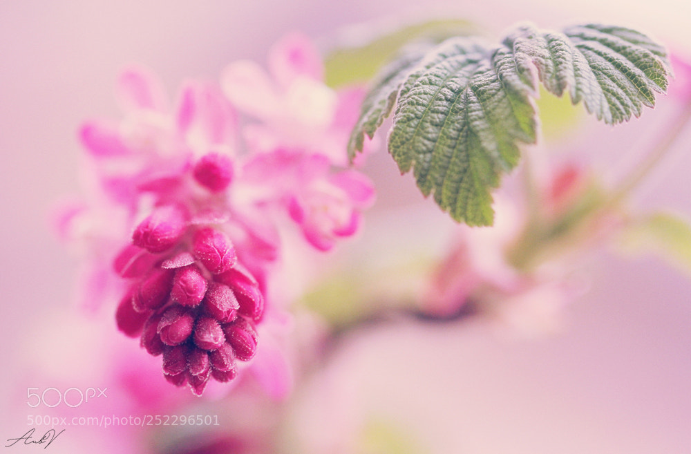 Canon EOS 7D sample photo. Ribes photography