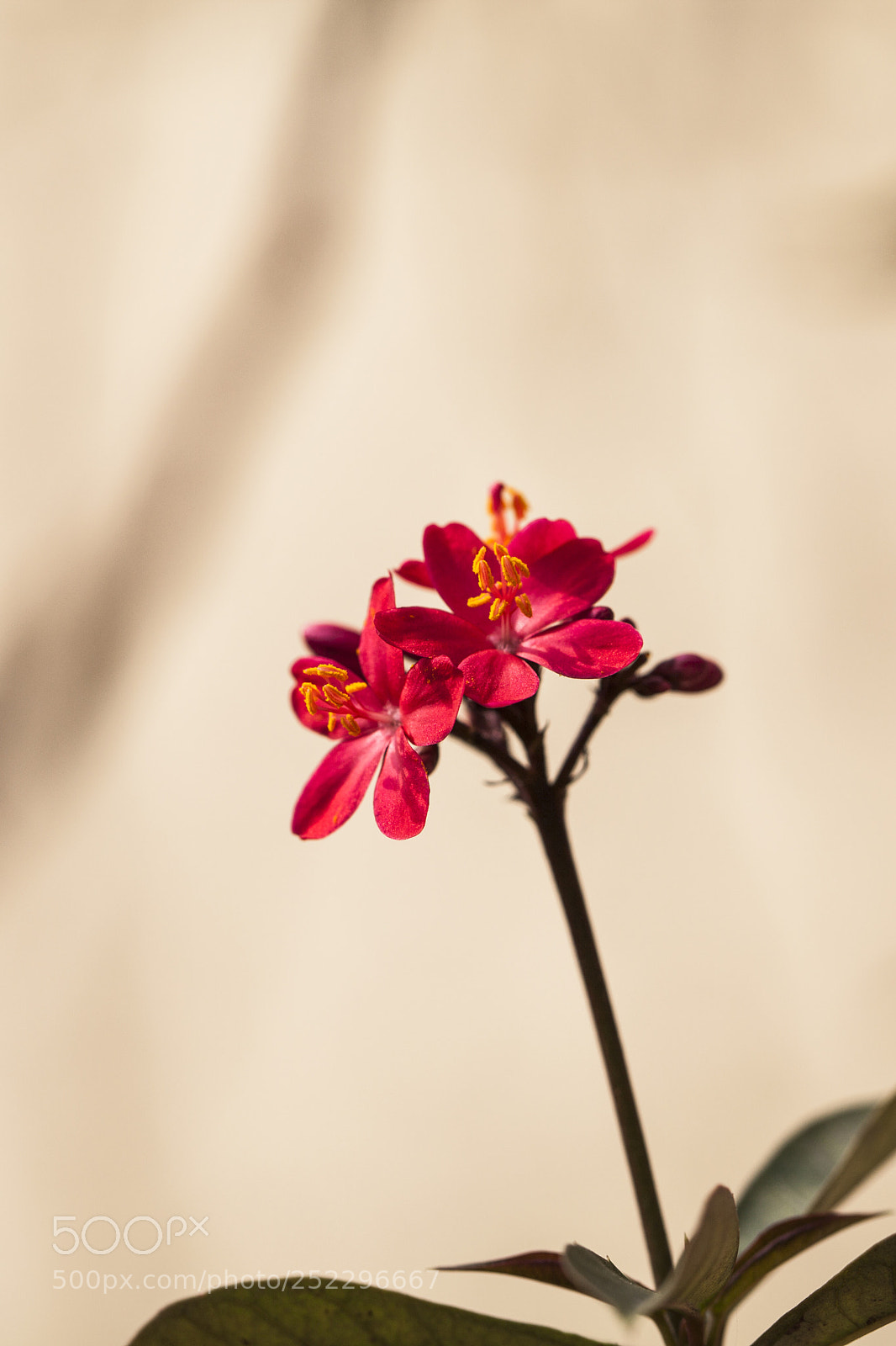 Canon EOS 5D Mark II sample photo. Flower photography