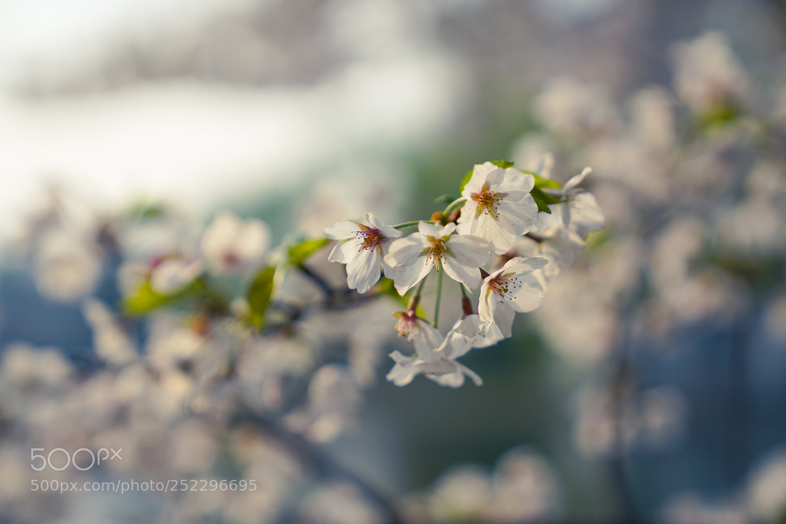 Sony a7R II sample photo. Sakura photography