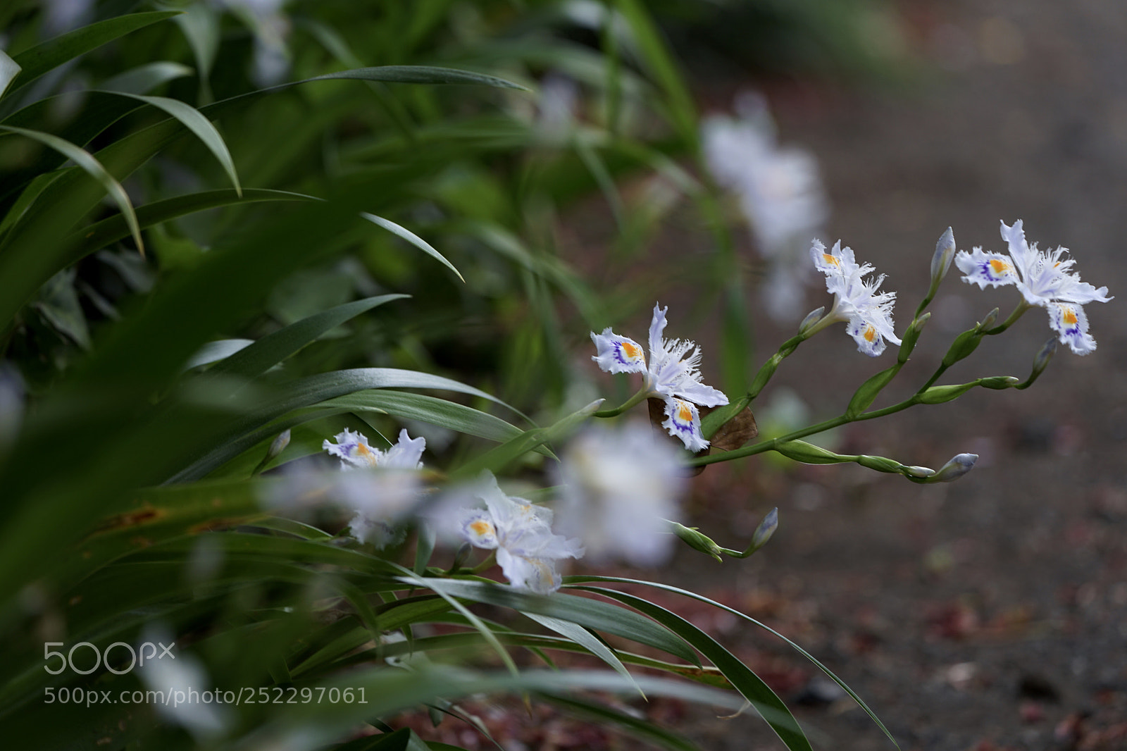 Sony a7 II sample photo. We like shadow. photography