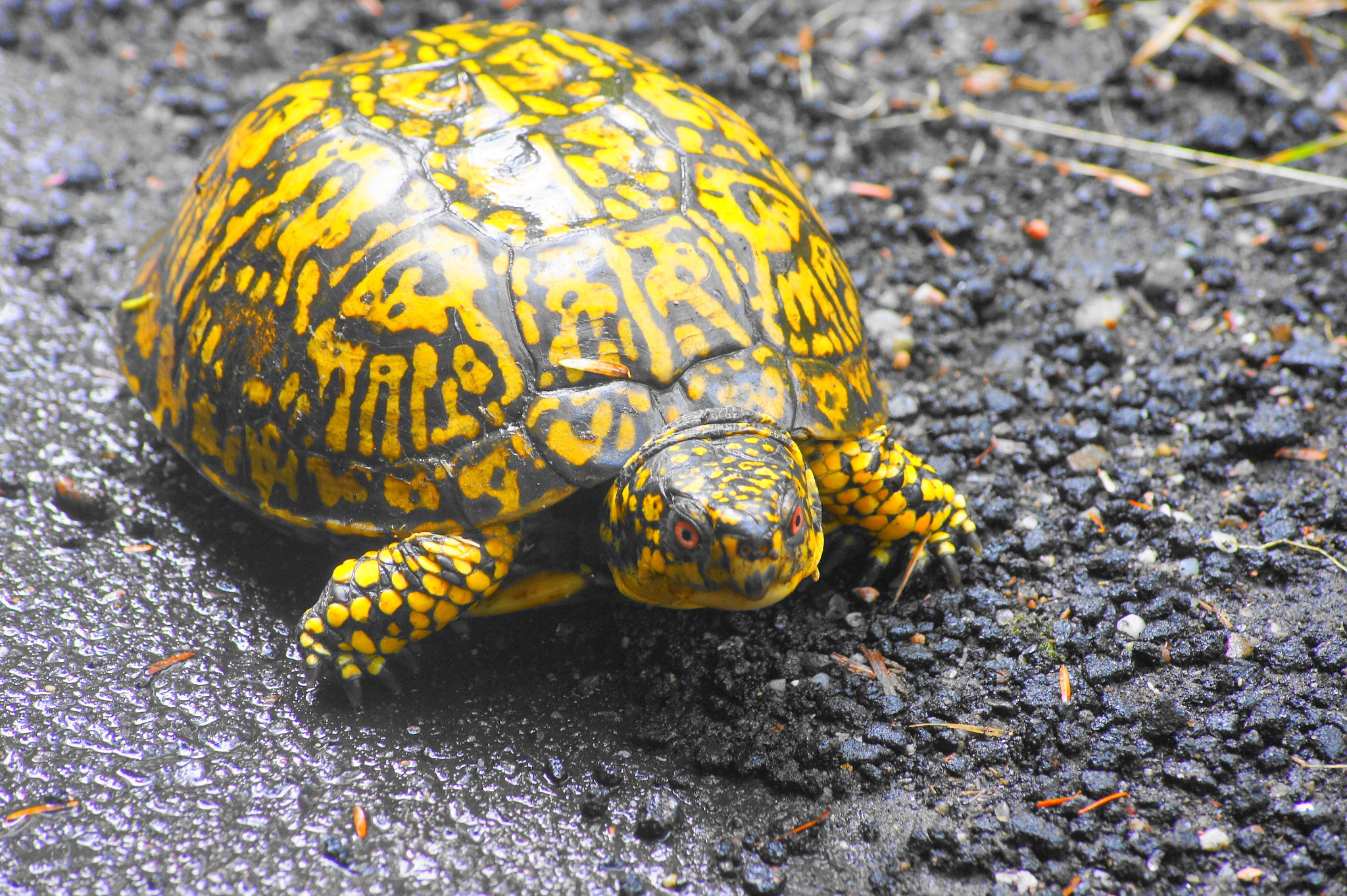 Sony SLT-A33 sample photo. Turtle crossing photography