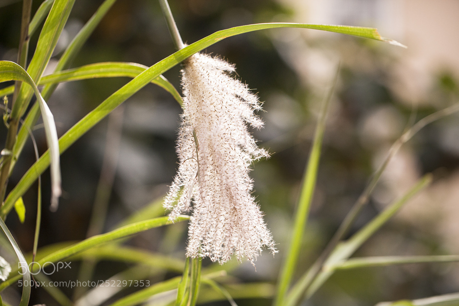 Canon EOS 5D Mark II sample photo. Plant photography