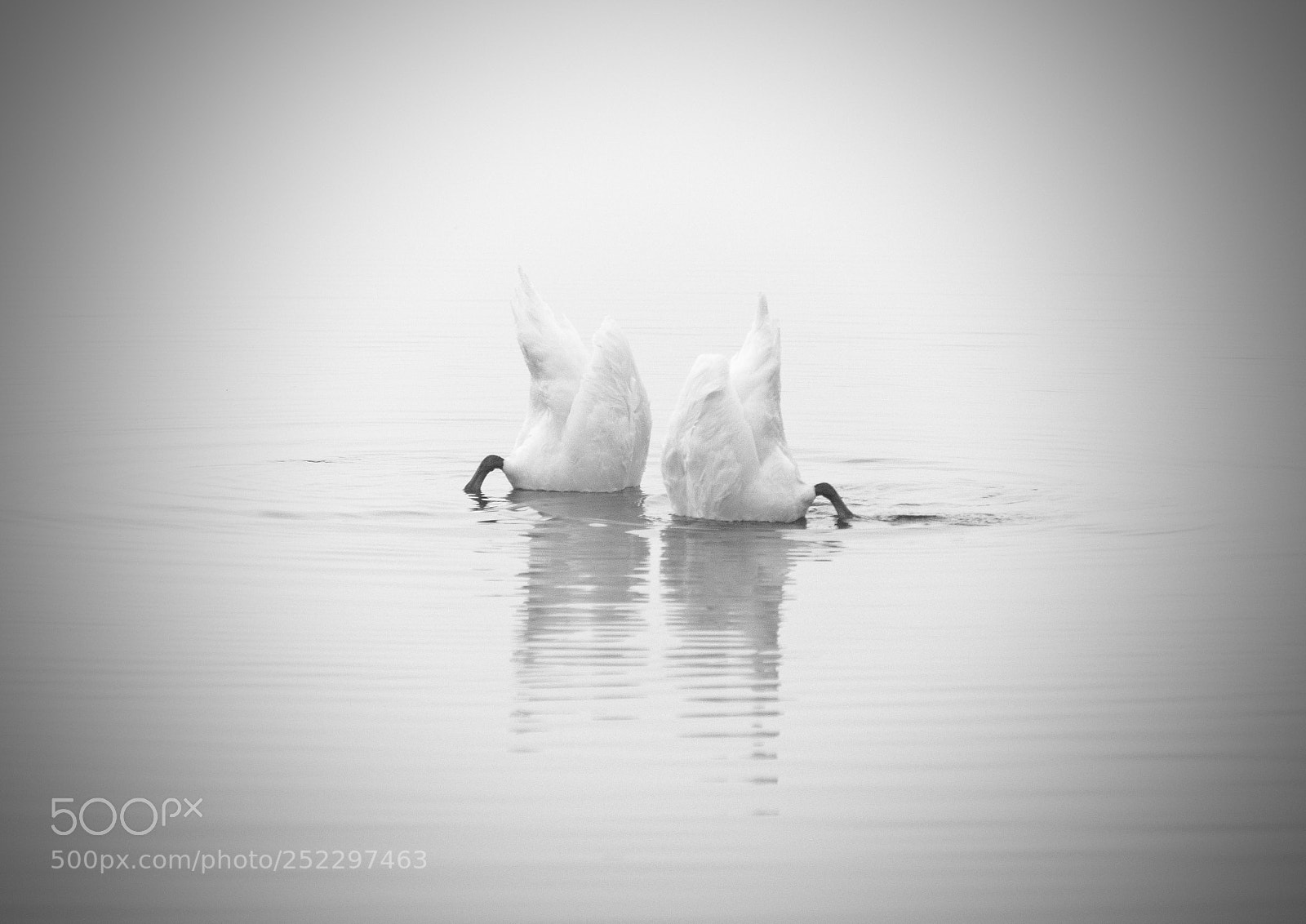 Fujifilm X-T2 sample photo. Swans at dawn, loch photography