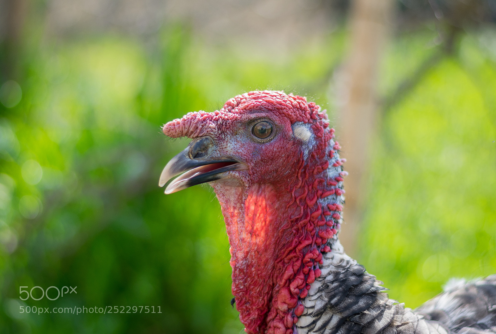 Nikon D5300 sample photo. Turkey cock photography
