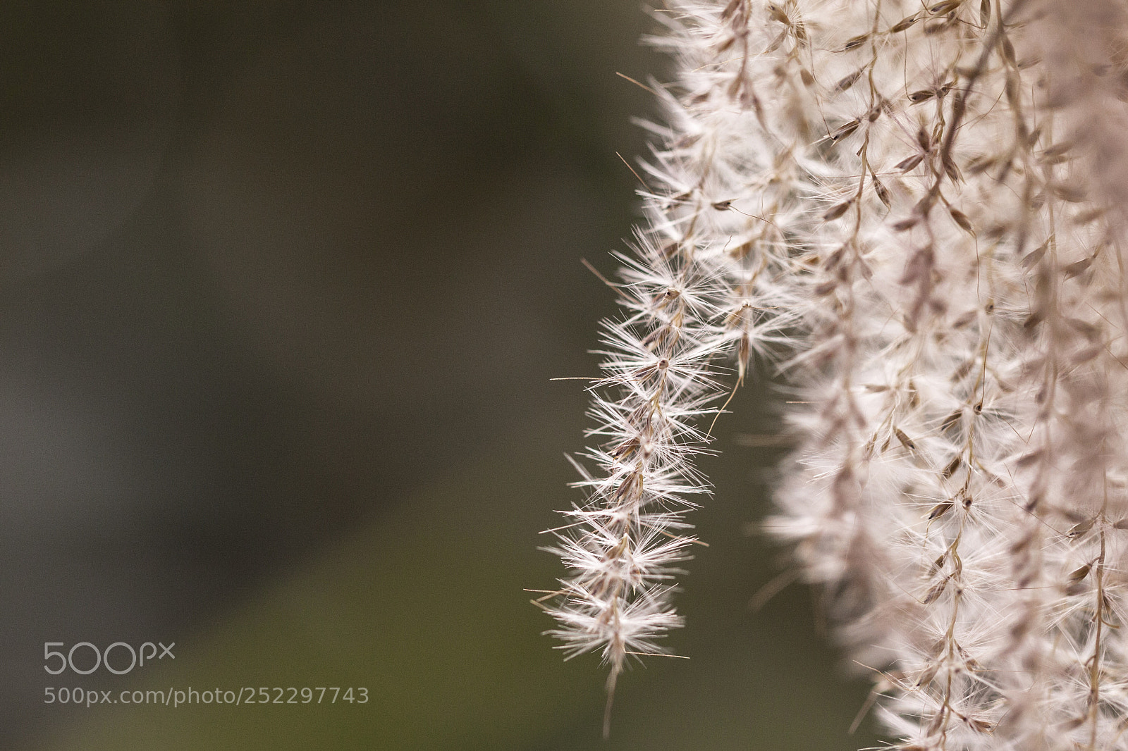 Canon EOS 5D Mark II sample photo. White plant photography