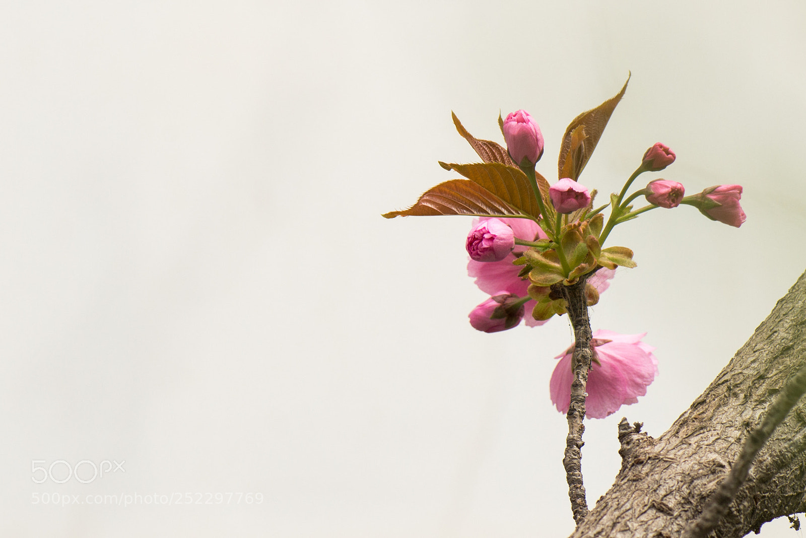 Nikon D800E sample photo. Cherry blossoms photography