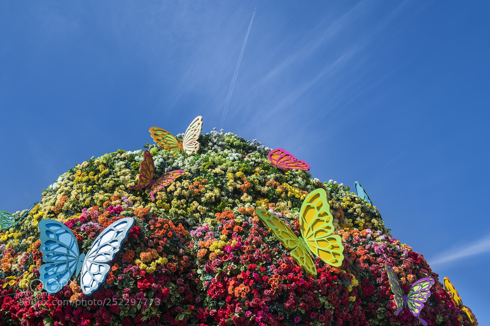 Nikon D850 sample photo. Butterfly flying photography