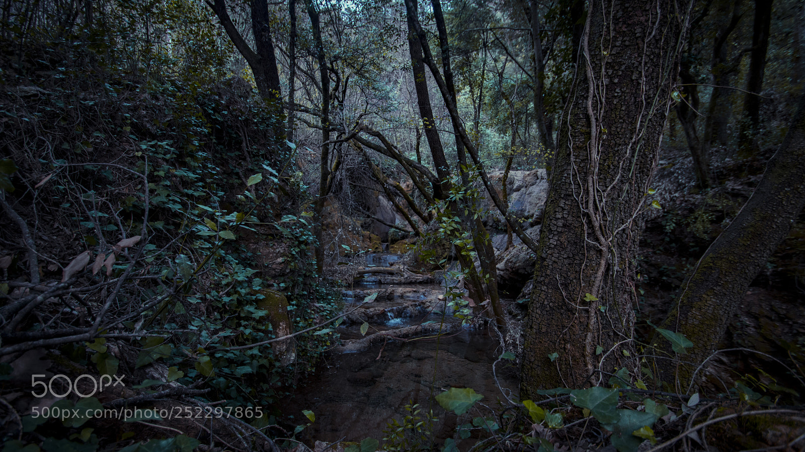 Canon EOS 80D sample photo. Forest photography