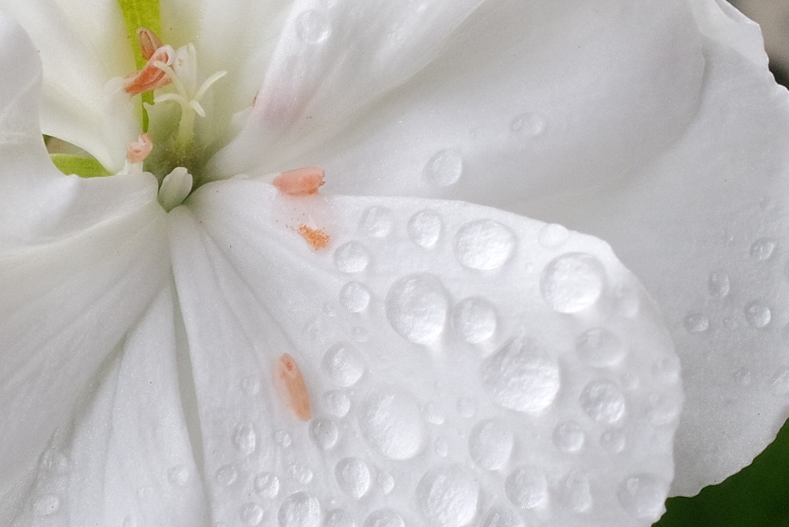 Samsung NX mini sample photo. Flower after the rain photography