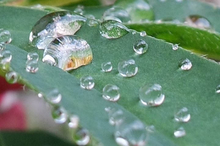 Samsung NX mini sample photo. Wet leaf photography
