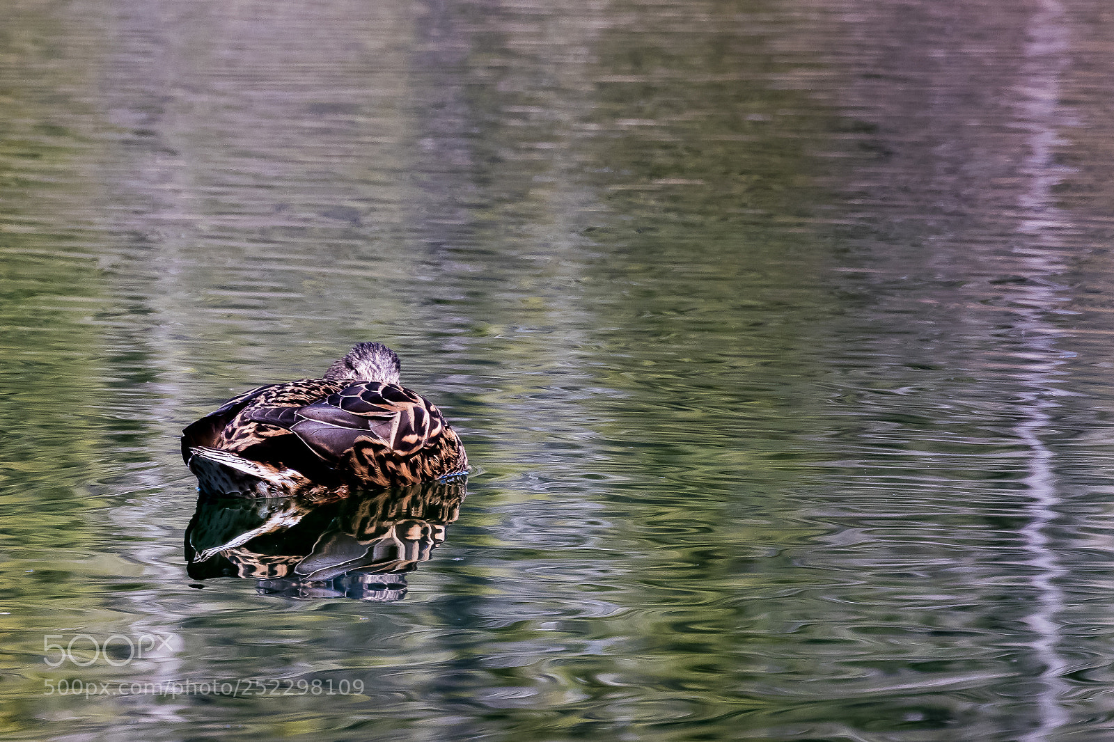 Nikon 1 J5 sample photo. ***** photography