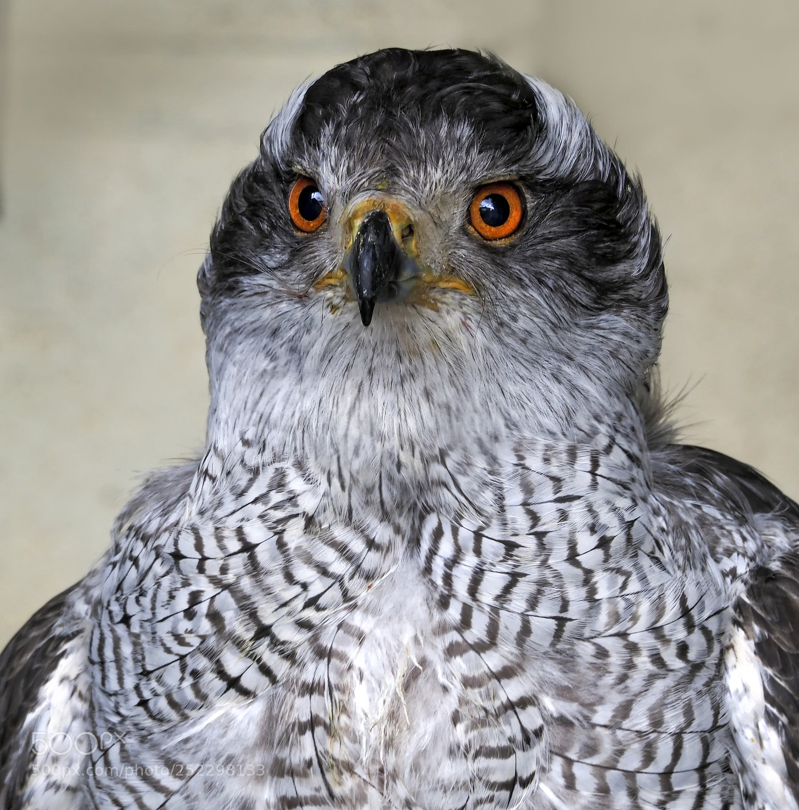 Olympus OM-D E-M1 Mark II sample photo. Goshawk photography
