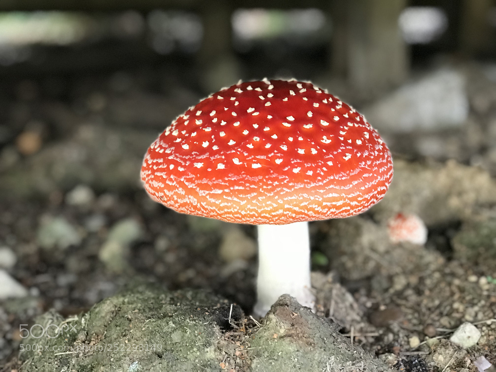 Apple iPhone 7 Plus sample photo. Fly agaric photography