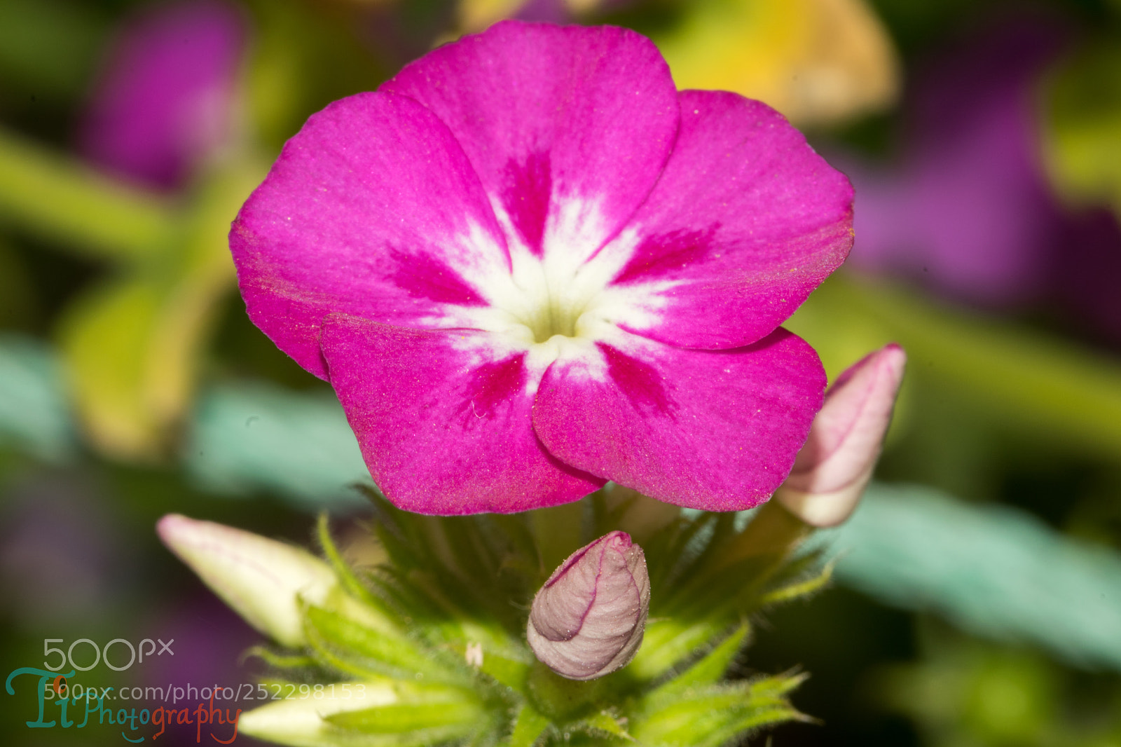Nikon D5300 sample photo. Flower photography