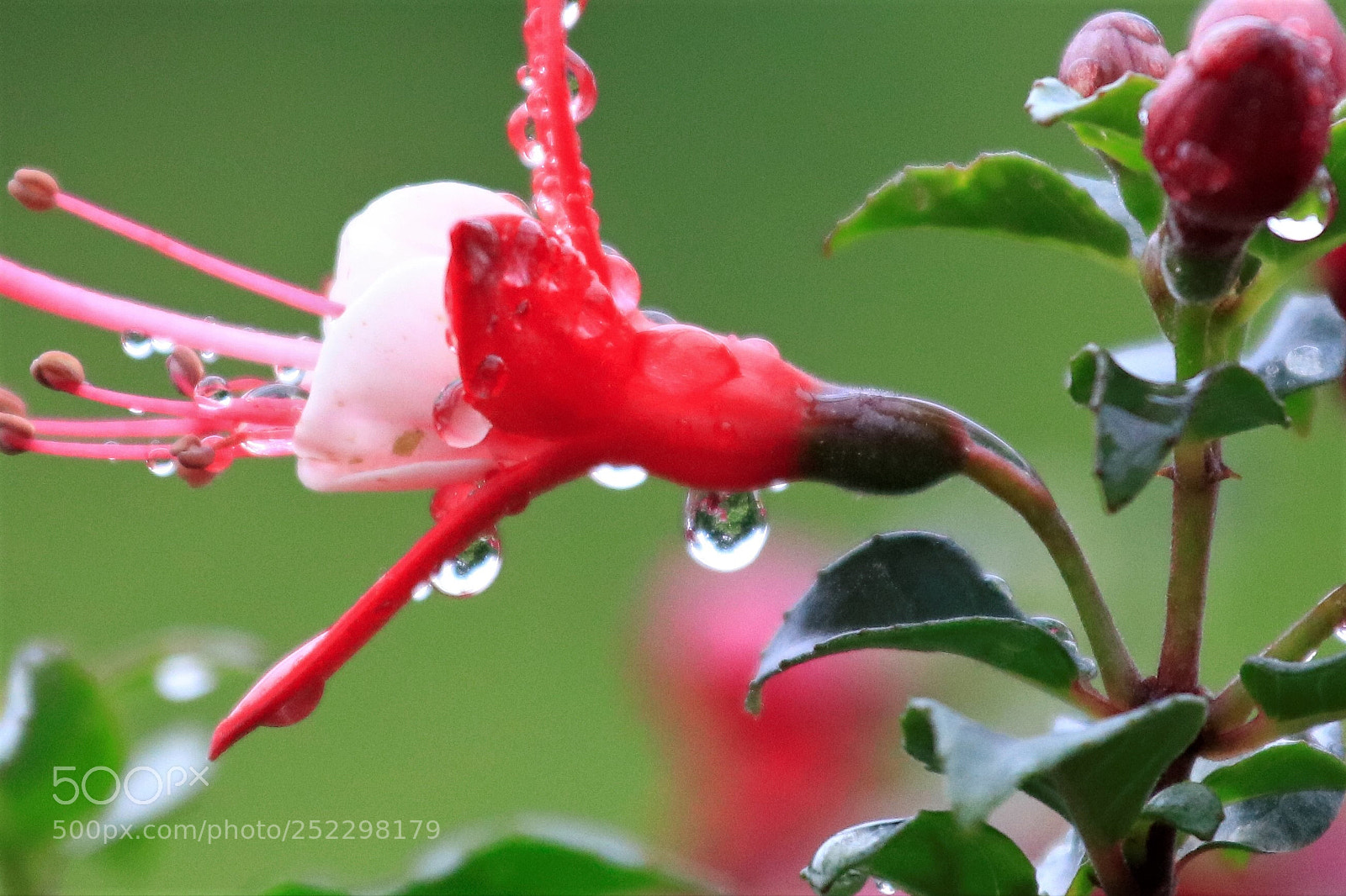 Canon EOS 80D sample photo. Drops from heaven photography