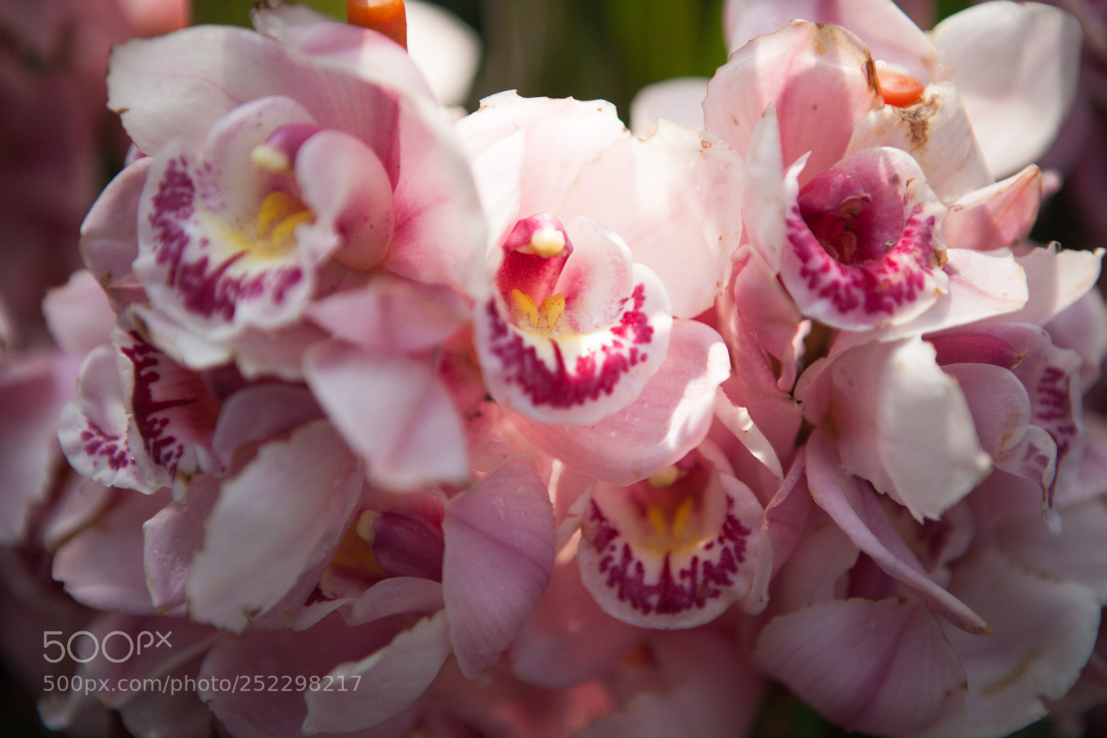 Canon EOS 5D Mark II sample photo. Mg photography