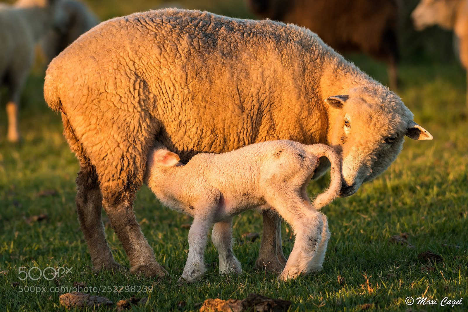 Nikon D500 sample photo. Circle of life photography