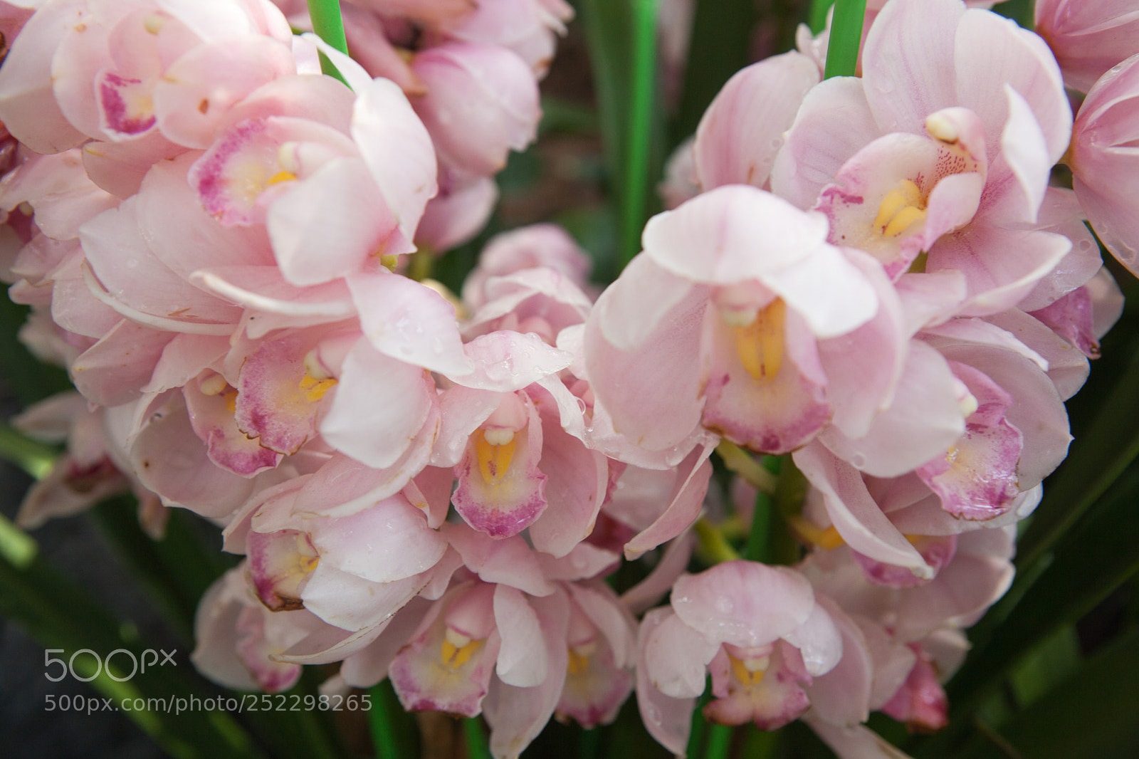 Canon EOS 5D Mark II sample photo. Orchids photography