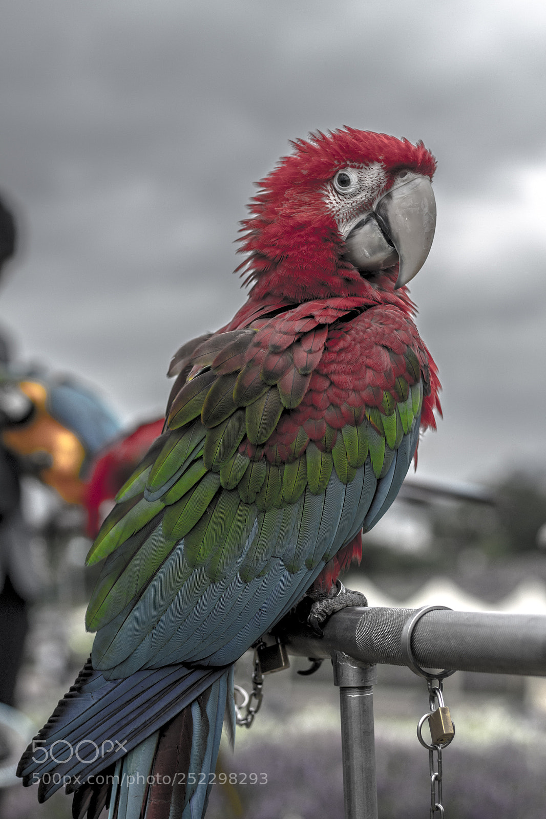 Canon EOS 700D (EOS Rebel T5i / EOS Kiss X7i) sample photo. Parrot photography