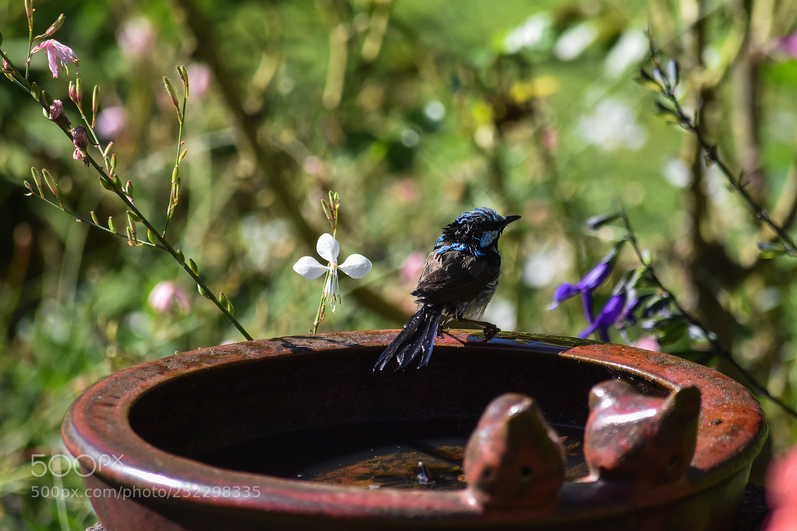Nikon D5500 sample photo. Blue wren photography