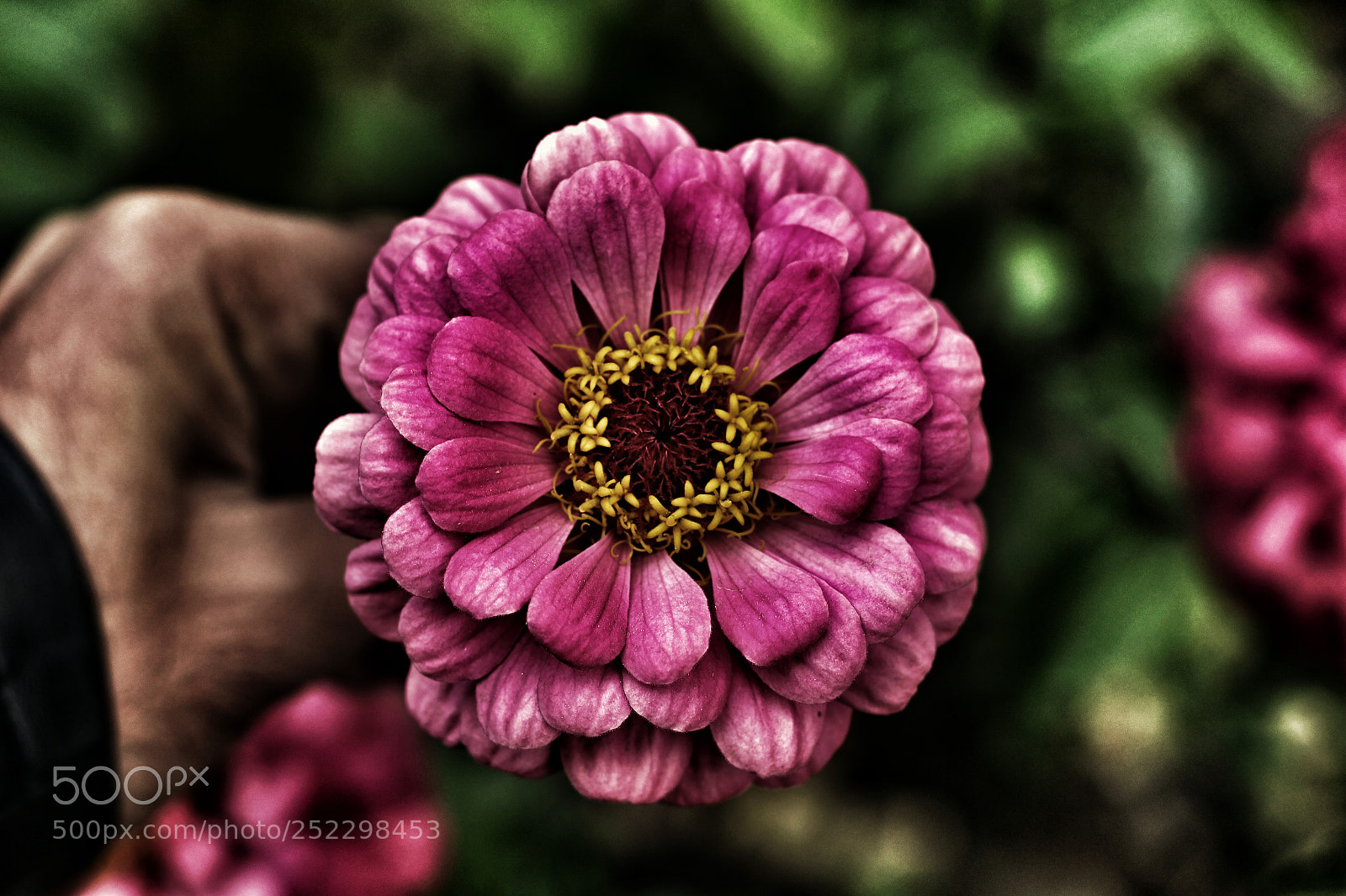 Canon EOS 700D (EOS Rebel T5i / EOS Kiss X7i) sample photo. Flower me photography