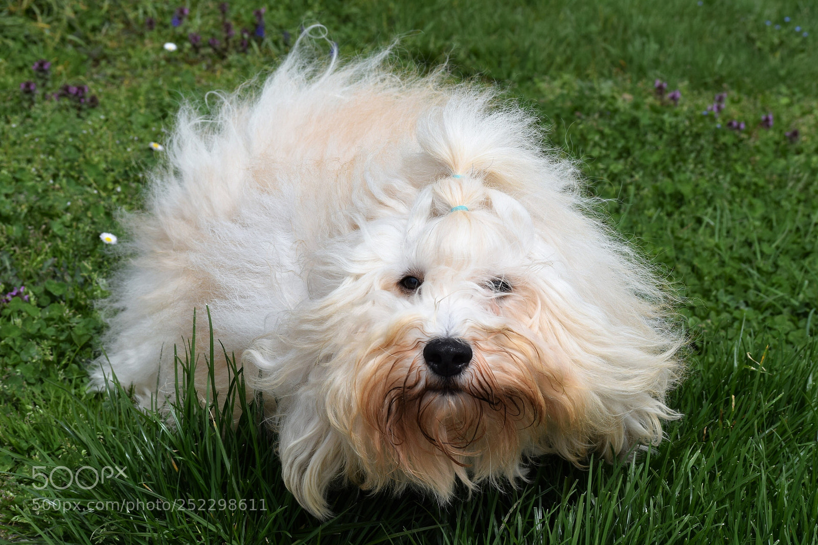 Nikon D3300 sample photo. Fido photography