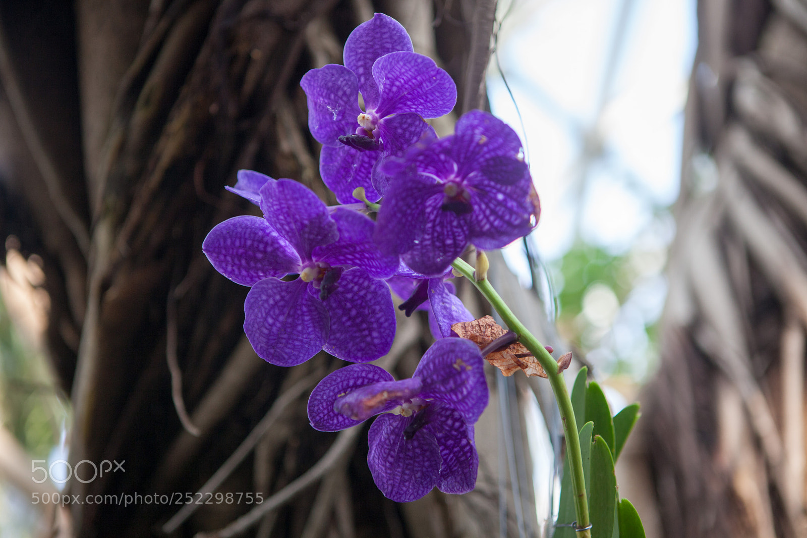 Canon EOS 5D Mark II sample photo. Orchids photography