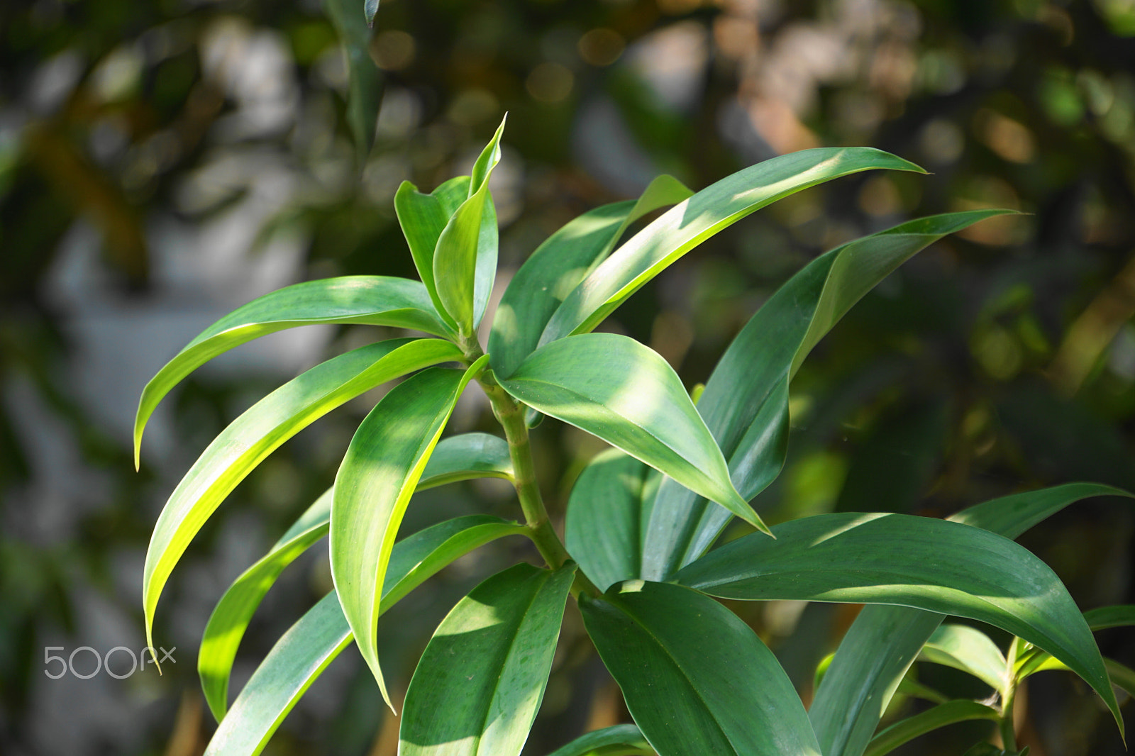 Sony E 55-210mm F4.5-6.3 OSS sample photo. Edge & bokeh photography