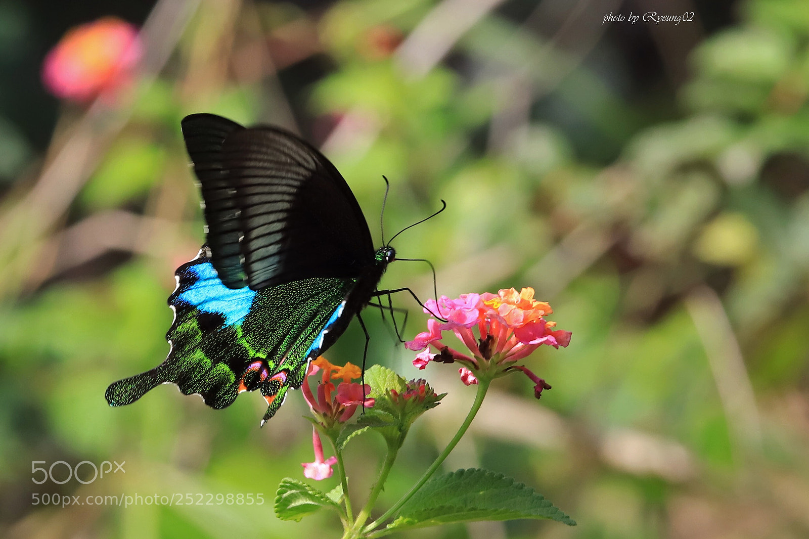 Canon EOS 6D Mark II sample photo. Butterfly photography