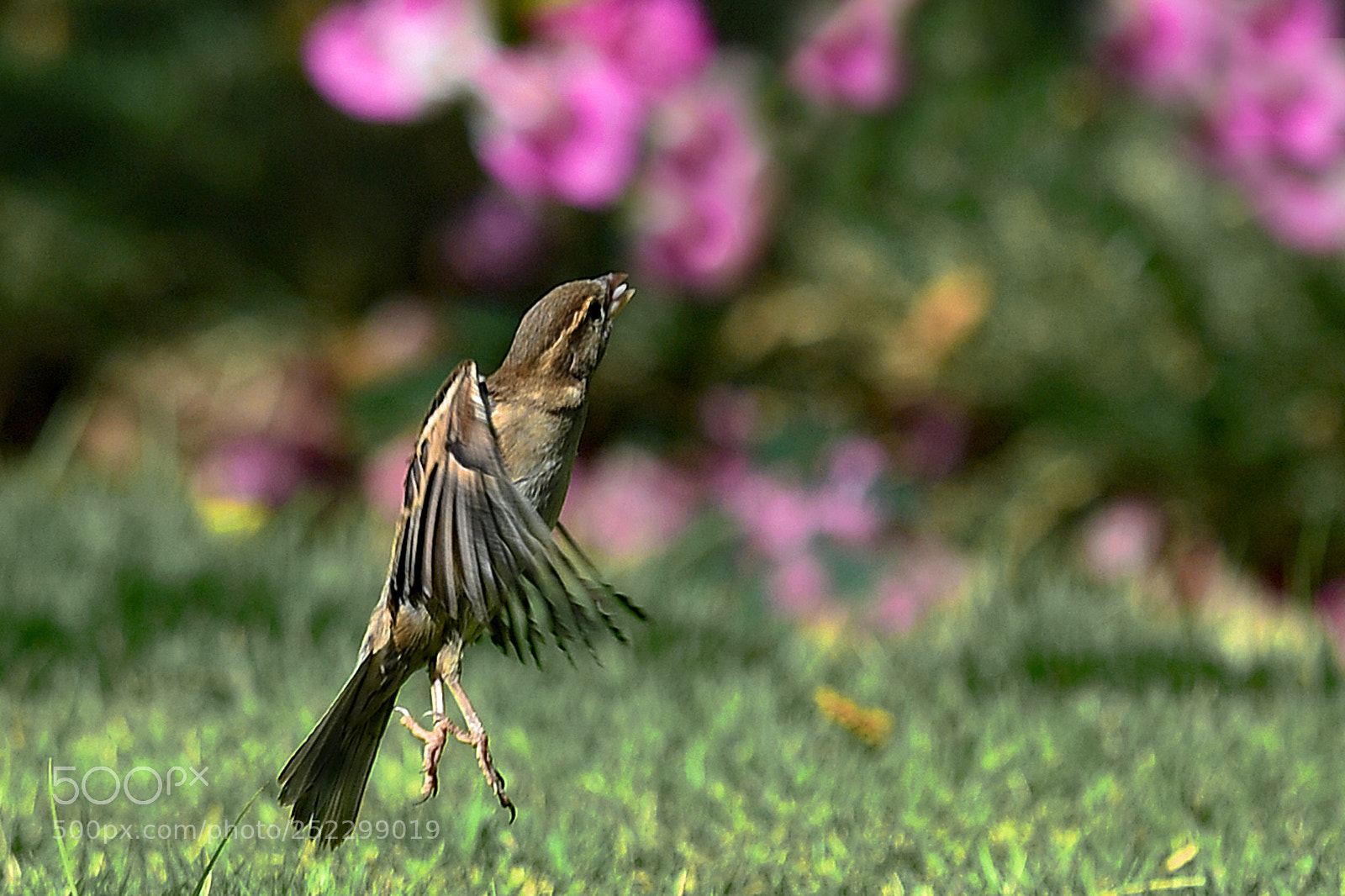 Nikon D5 sample photo. A bird in paradise. photography
