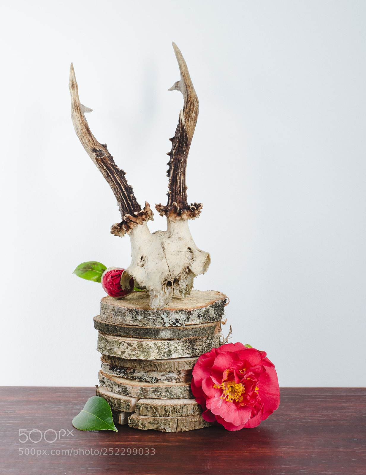Nikon D5100 sample photo. Roe deer skull with photography