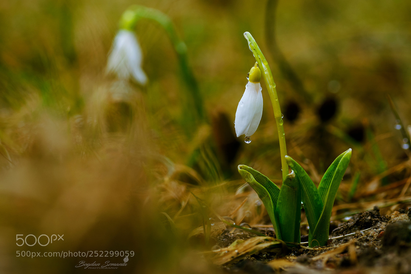 Nikon D5200 sample photo. Spring photography